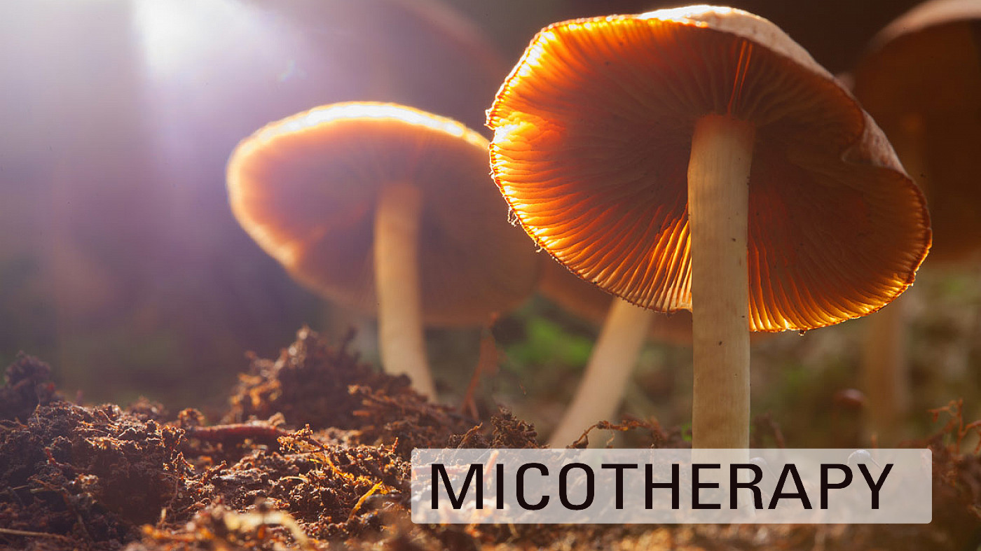 Microfunghi e macrofunghi? Ecco le differenze