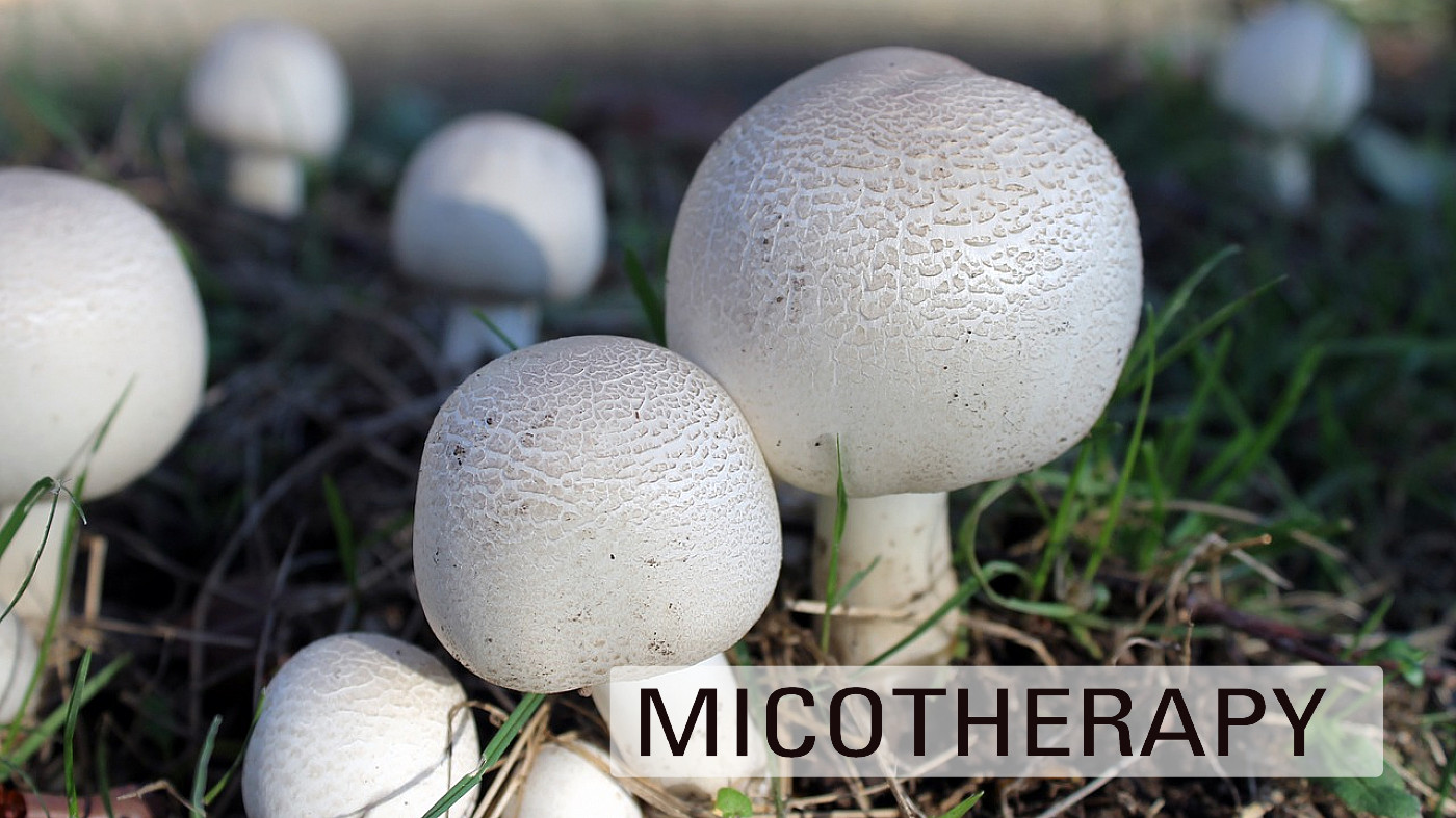 Agaricus Blazei murril ABM e l'artrite