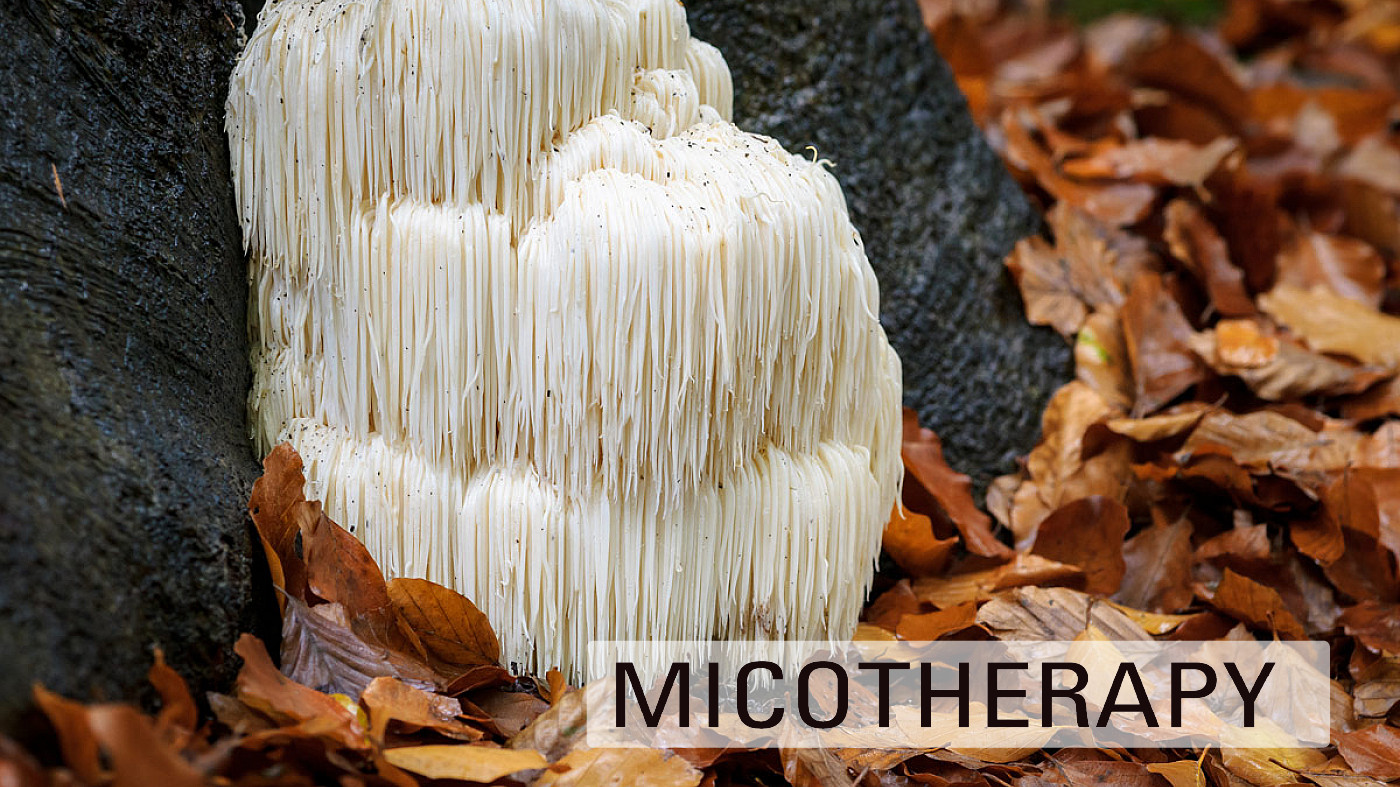 Hericium erinaceus nelle patologie croniche dell’intestino