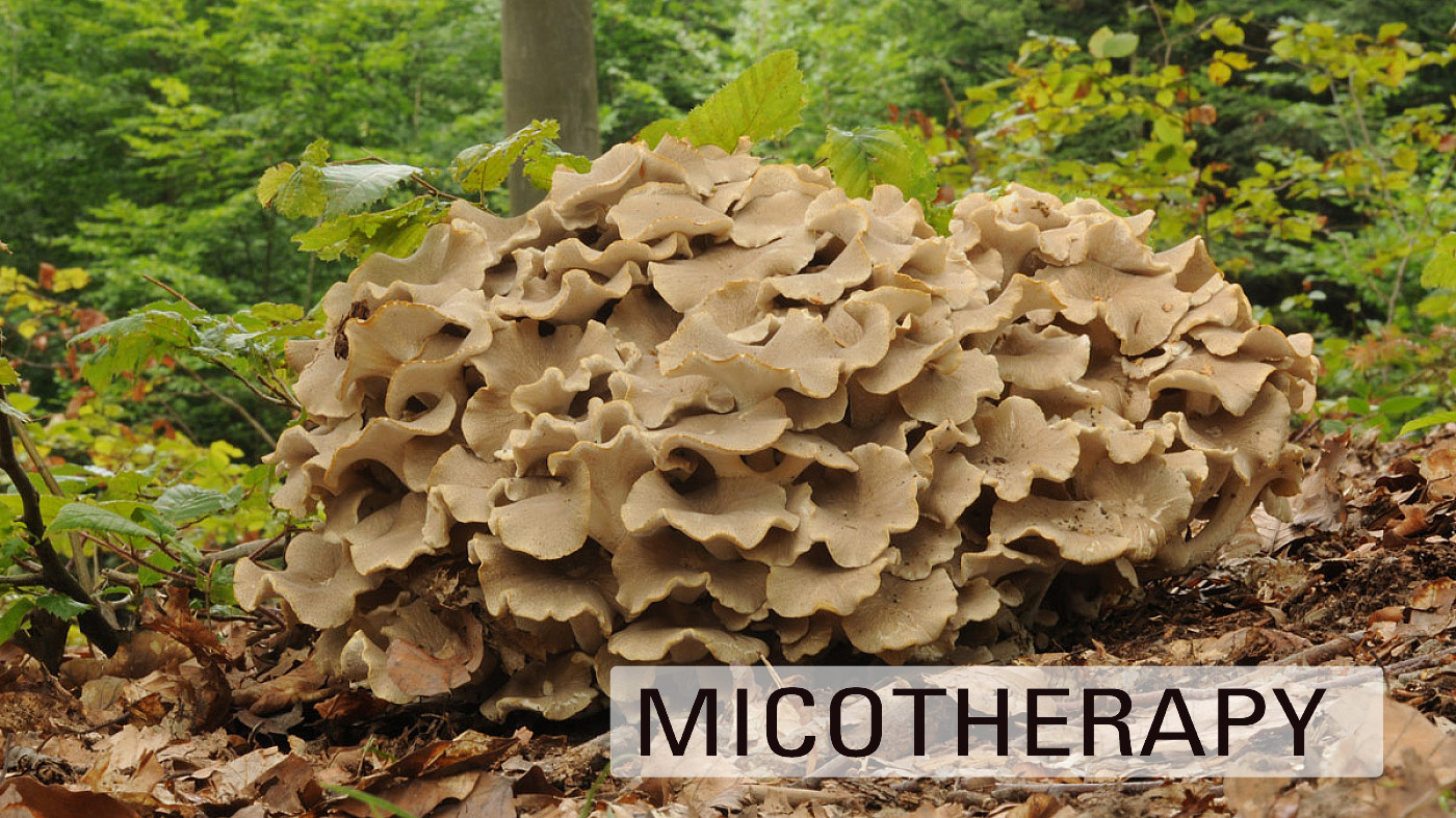 Il Polyporus umbellatus, fungo medicinale noto per le proprietà diuretiche